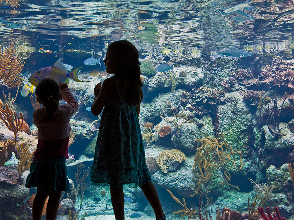 Tour Xcaret Plus, sorpréndete con el maravilloso acuario