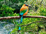 Xcaret Cancún - Visita al aviario