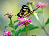 Tour Xcaret - Visita al mariposario